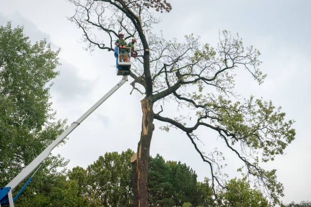 Palm Tree Trimming in Cassville, WV